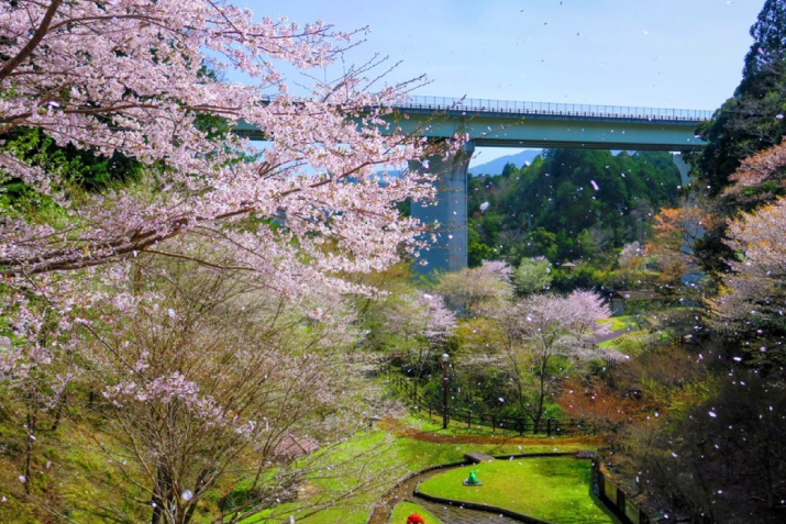 桜の季節も美しい三ツ谷池公園（おおだいフォトコン応募作品）